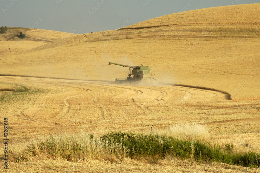 Obraz premium wheat harvest 1