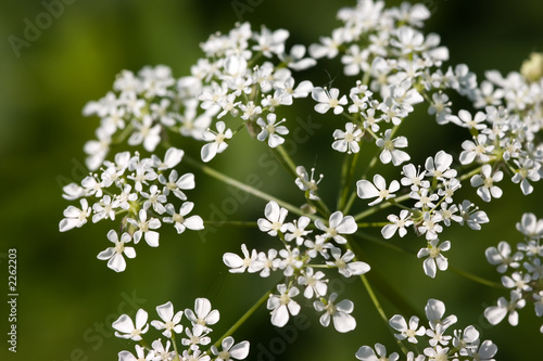 white flowers