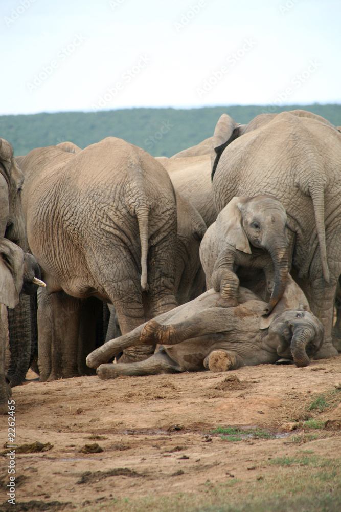 Fototapeta premium elephants d’afrique du sud