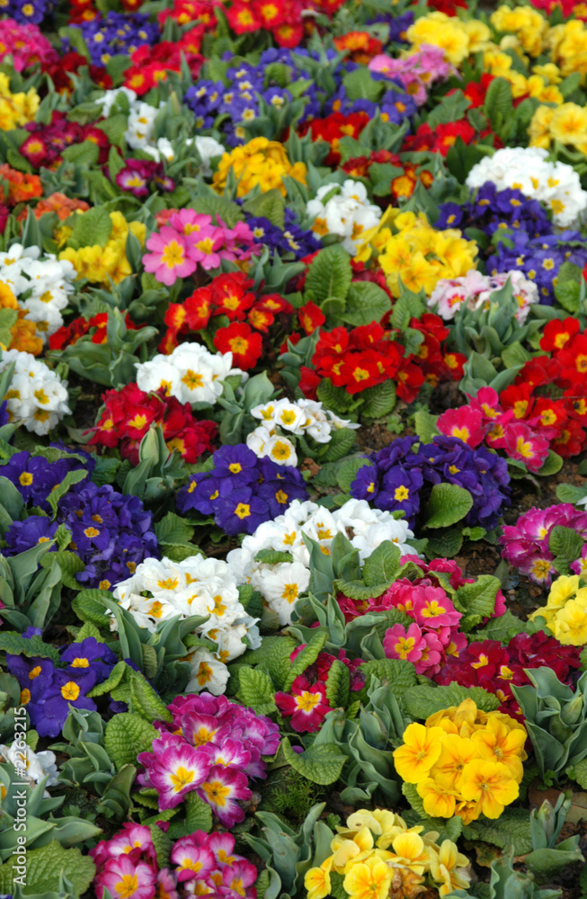 multicolored flowers