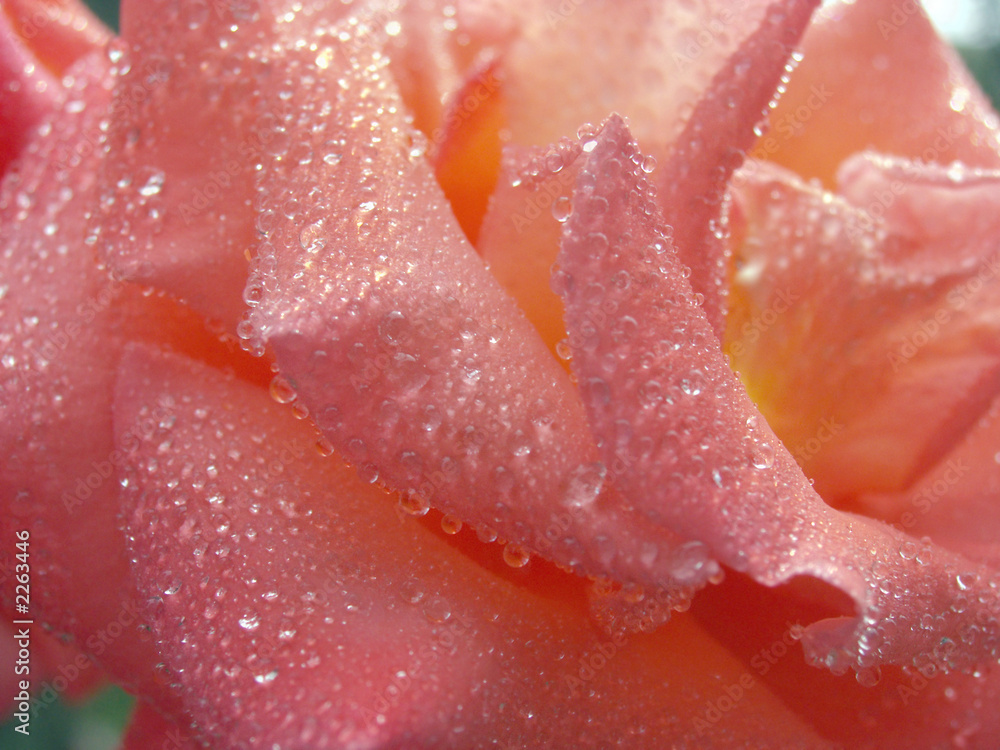 Fototapeta premium rose dew (7)