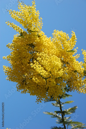 mimosas