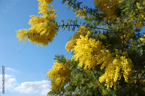 mimosas dans le ciel