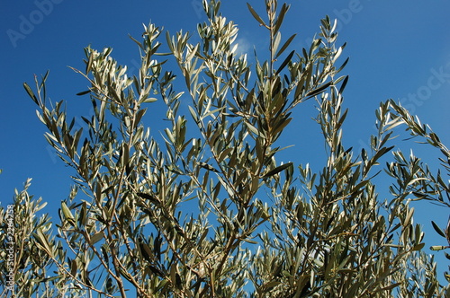 oliviers de provence