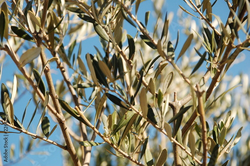 feuilles d'oliviers