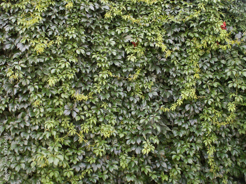 green wall.jpg