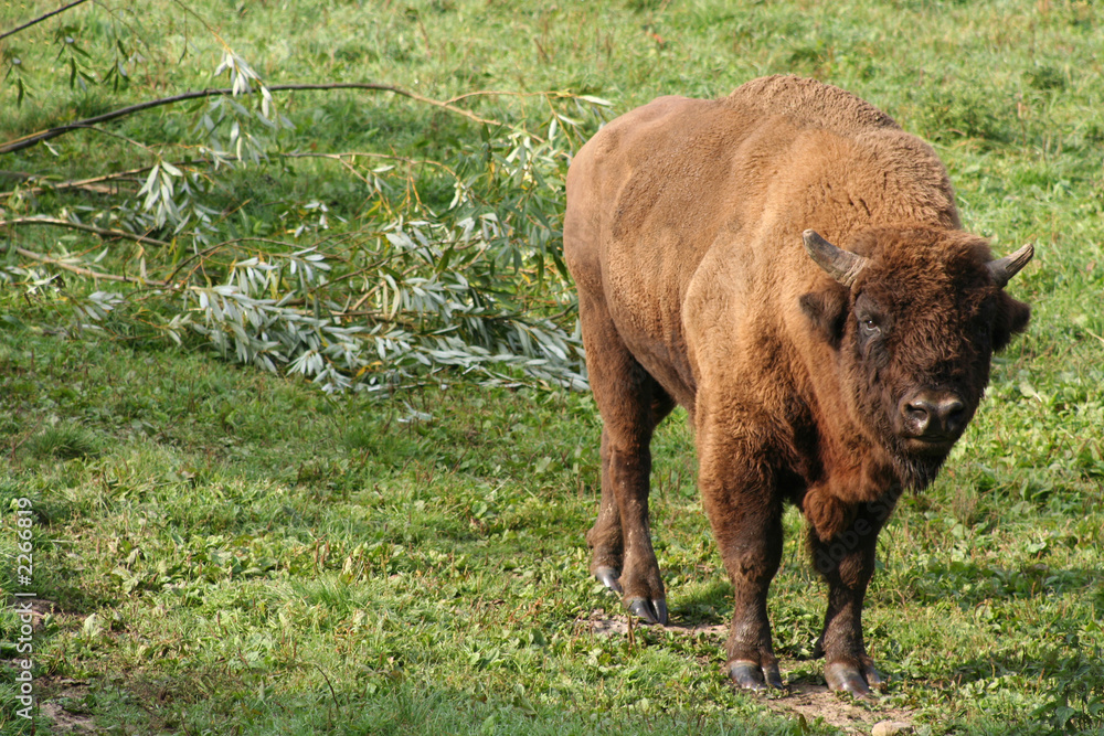 netter wisent