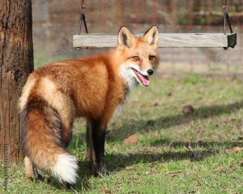 Photography where's the chicken?