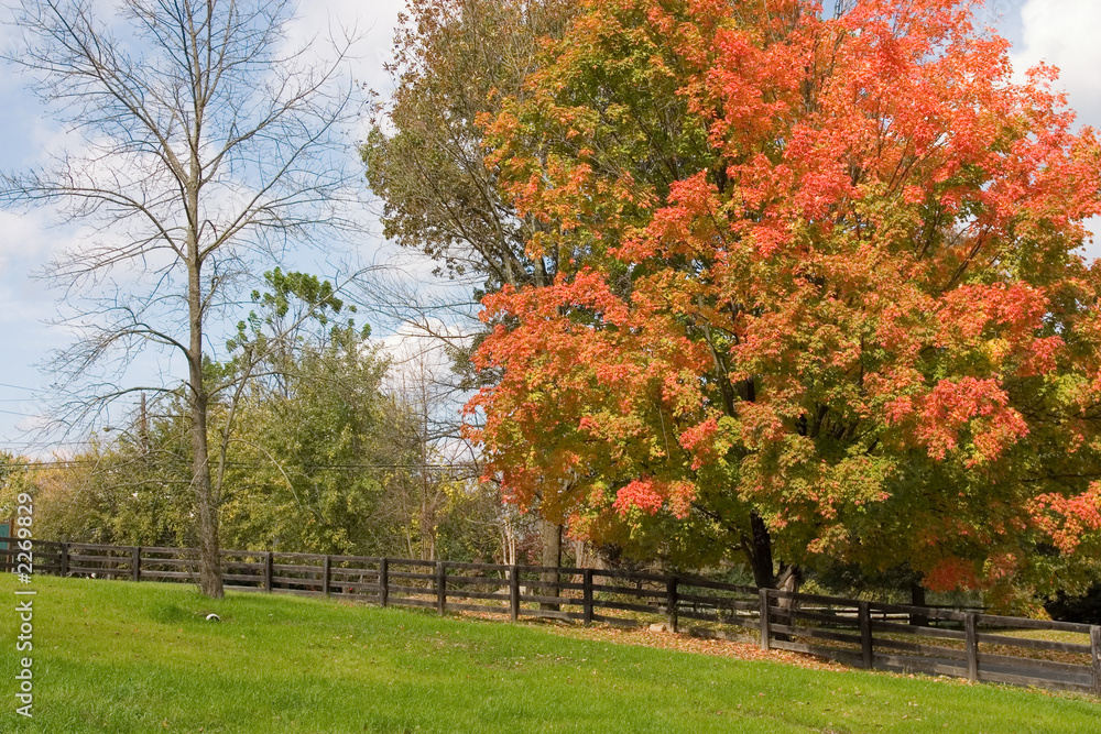 Naklejka premium countryside in fall with fence