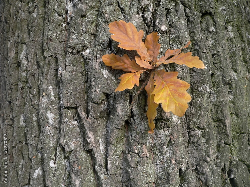 oak leaves