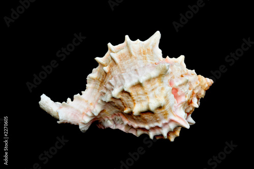 seashell over black #11 (conch)