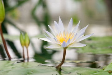 Acrylglasbilder Wasserlilien Einzelne Seerose am Teichufer  © evgenyb