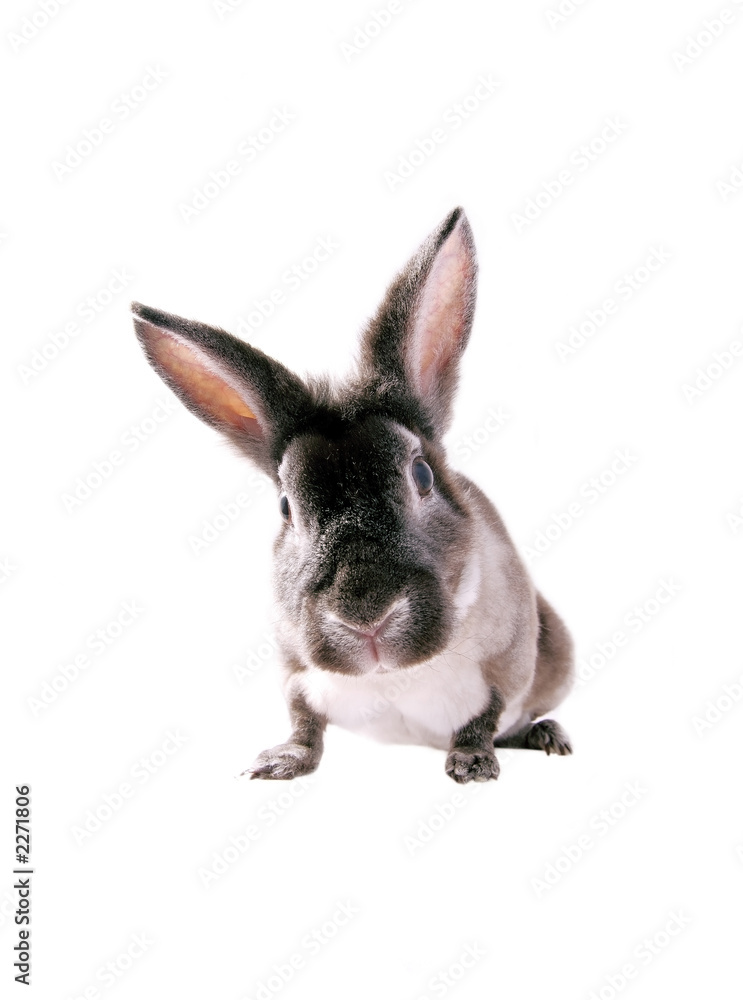 grey bunny grey bunny