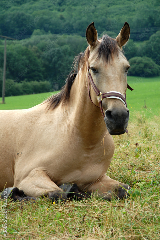 pferd pferd