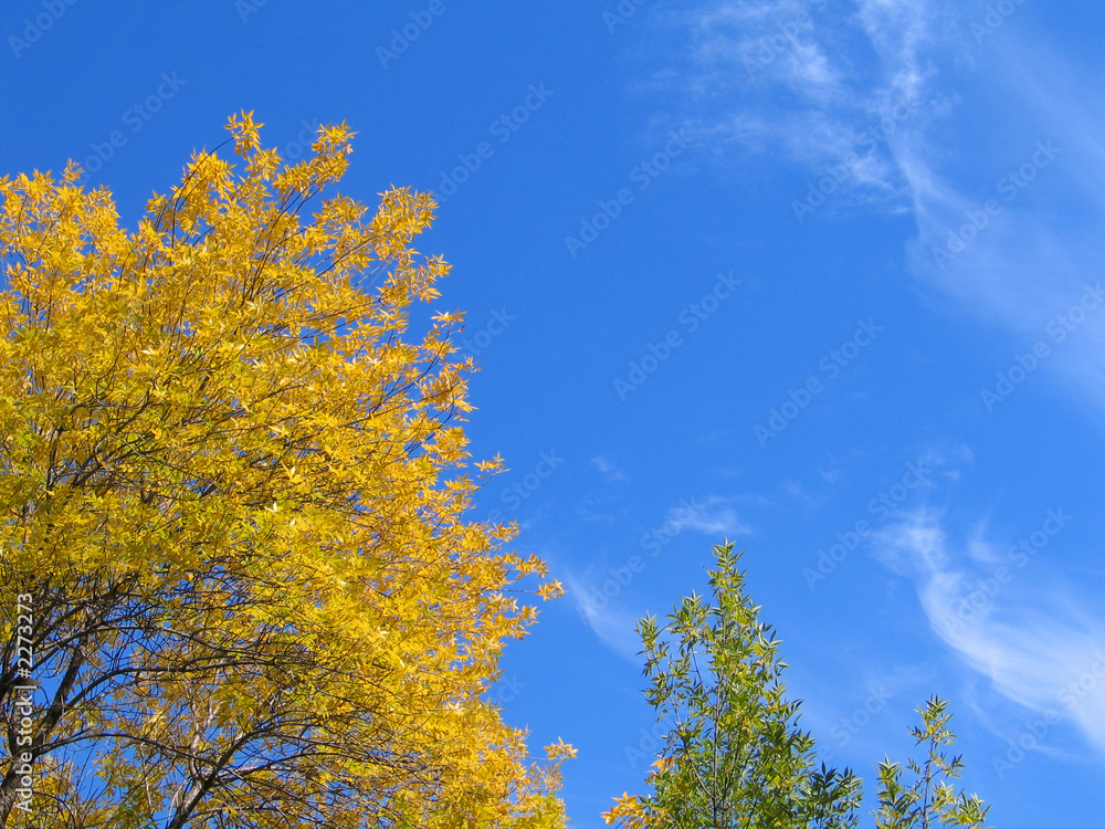 Fototapeta premium indian summer in russia