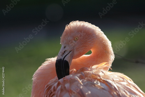 flamingokopf