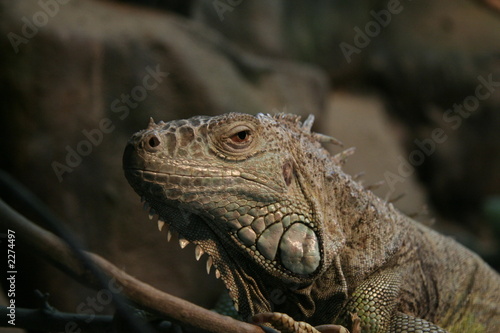 iguana