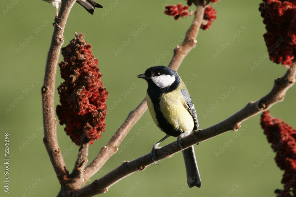 Obraz premium mesange charbonniere