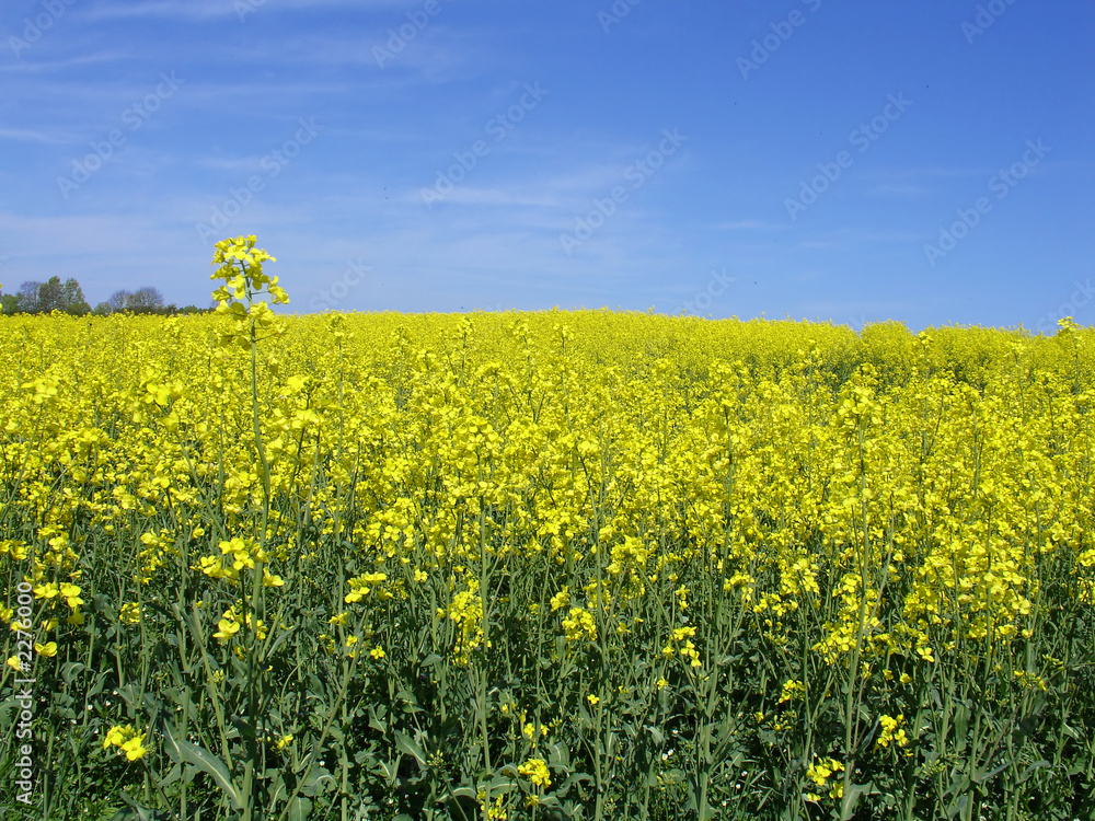 Obraz premium canola field