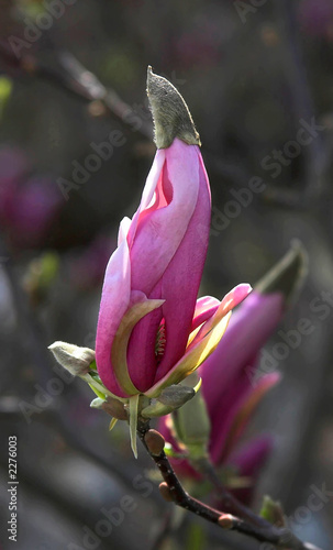magnolie - tulpenbaum