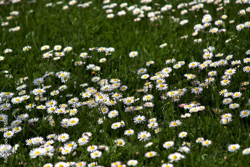 gänseblümchenwiese