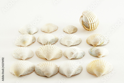 some shells