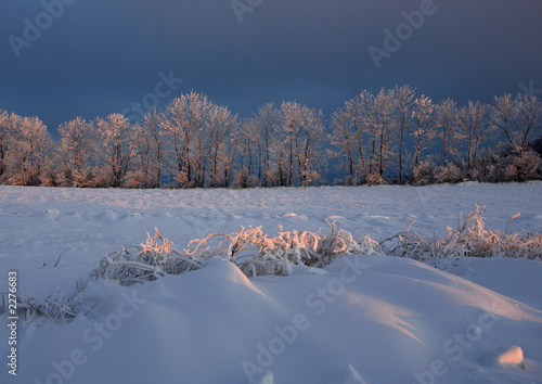 neige du matin