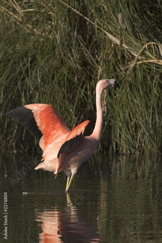 flamingo photo