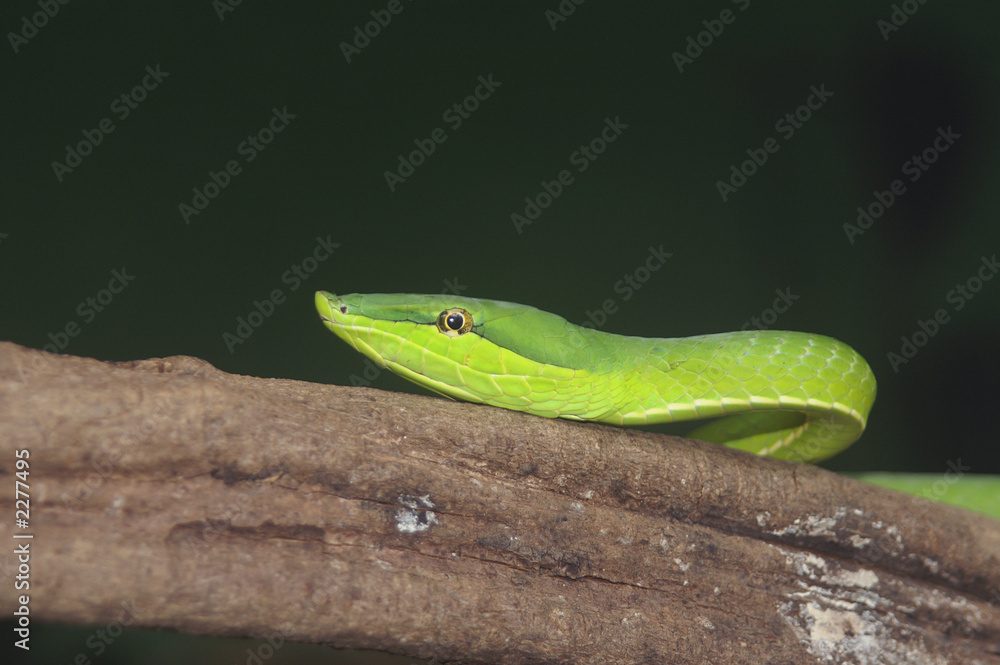 green vine snake