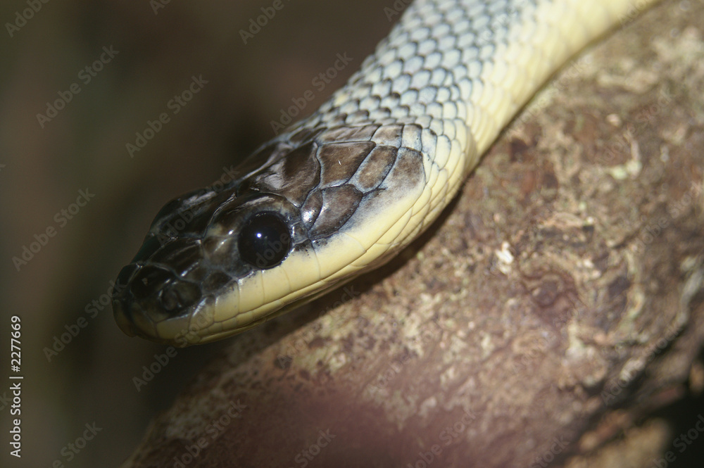 Fototapeta premium bird snake