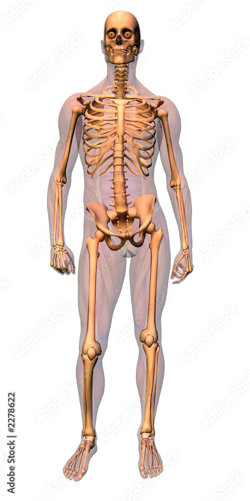 anatomy - skeleton with musculature anatomy - skeleton with musculature