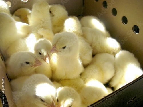 Valokuvatapetti cute chicks in a box