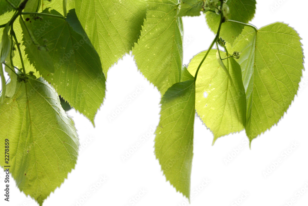 Fototapeta premium isolated green leaves