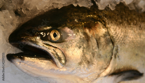 fish for sale at pike's market