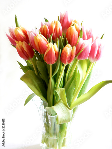 tulips photo