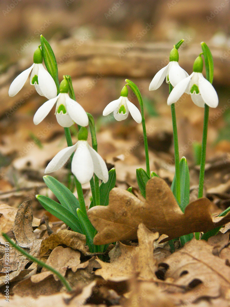 snowdrops
