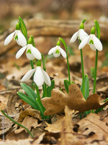 snowdrops
