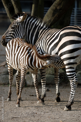 zebra fedding