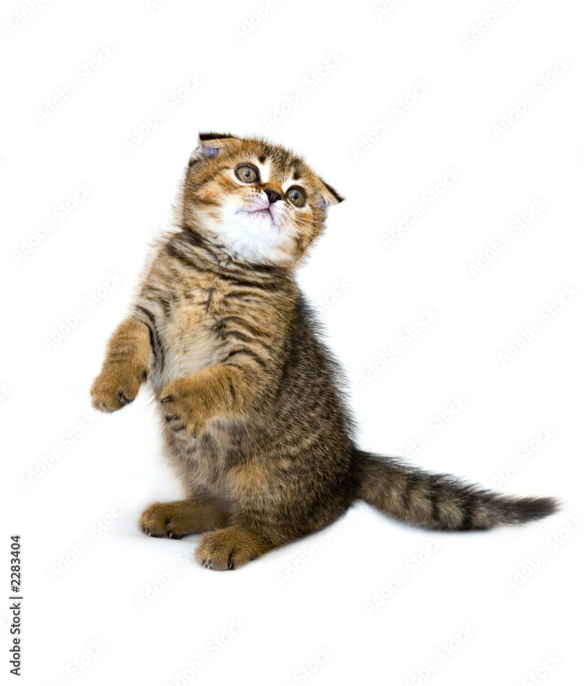 Obraz premium little playful kitten