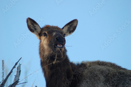 hungry elk photo