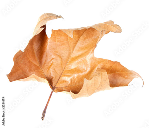 fallen leaf of a tree in autumn