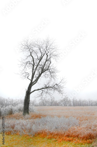 lone ice covered tree