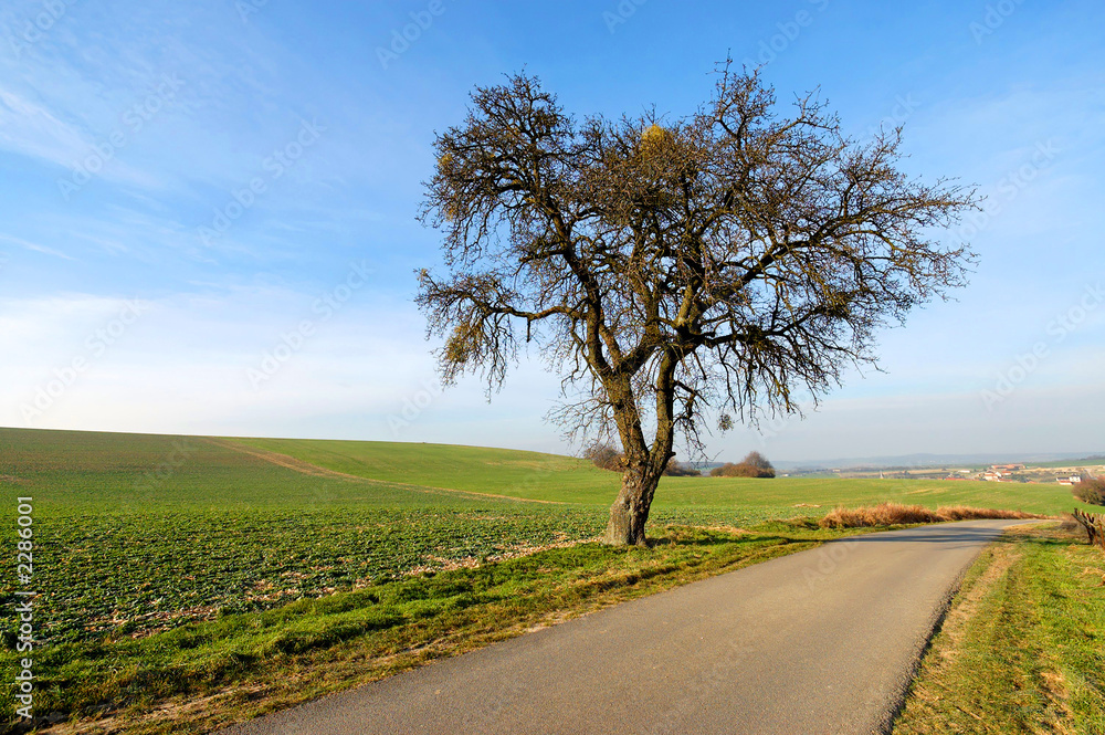 arbre en hiver arbre en hiver