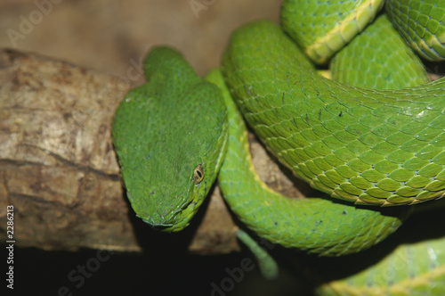 green palm viper photo