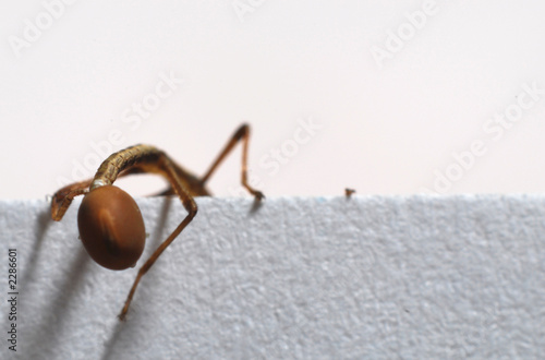 young walkingstick pulling its leg out of an egg