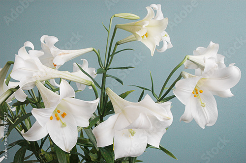 white lilies photo