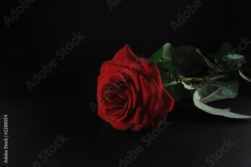 red rose