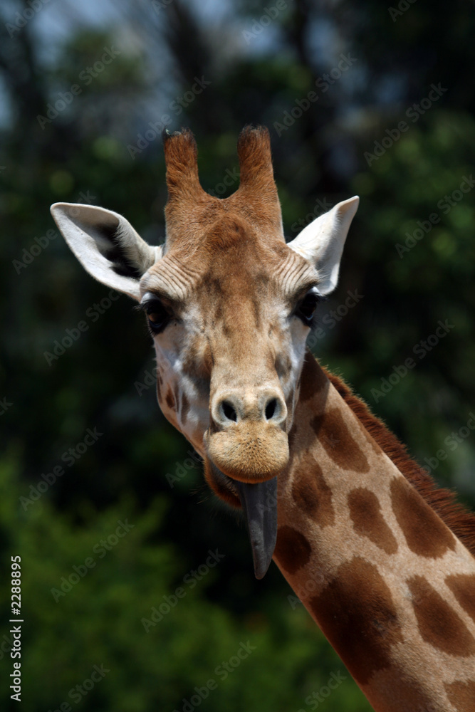 girafe head with tongue girafe head with tongue