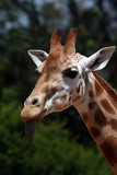 girafe with tongue out