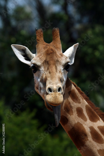 girafe head with tongue